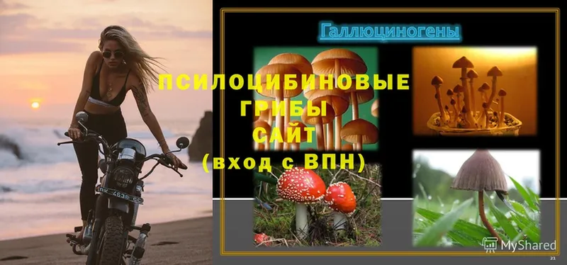 Псилоцибиновые грибы Cubensis  Почеп 